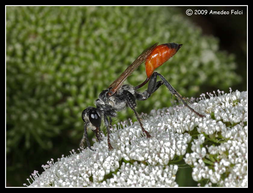 Prionyx lividocinctus F (Sphecidae)